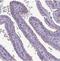 HtrA Serine Peptidase 4 antibody, NBP2-30882, Novus Biologicals, Immunohistochemistry frozen image 