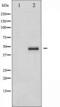 CRK Proto-Oncogene, Adaptor Protein antibody, TA325390, Origene, Western Blot image 
