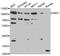 High molecular weight kininogen antibody, TA327132, Origene, Western Blot image 