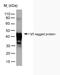 Non-structural protein V antibody, MCA2895, Bio-Rad (formerly AbD Serotec) , Western Blot image 