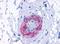Adrenoceptor Alpha 1D antibody, NLS12, Novus Biologicals, Immunohistochemistry paraffin image 
