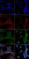 4 Hydroxynonenal antibody, LS-C775475, Lifespan Biosciences, Immunocytochemistry image 