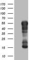 Basic Helix-Loop-Helix Family Member E41 antibody, TA806391S, Origene, Western Blot image 