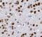 Paired Like Homeobox 2B antibody, FNab06409, FineTest, Immunohistochemistry frozen image 