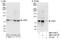 LIM Domains Containing 1 antibody, NBP1-71937, Novus Biologicals, Western Blot image 