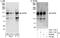 Scaffold Attachment Factor B2 antibody, A301-113A, Bethyl Labs, Western Blot image 