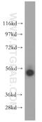 Flavin Containing Dimethylaniline Monoxygenase 2 antibody, 16861-1-AP, Proteintech Group, Western Blot image 