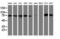 MEP antibody, M03028-1, Boster Biological Technology, Western Blot image 