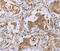 Ornithine carbamoyltransferase, mitochondrial antibody, MBS2520411, MyBioSource, Immunohistochemistry frozen image 