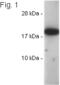 Peptidyl-prolyl cis-trans isomerase A antibody, ALX-210-351-R400, Enzo Life Sciences, Western Blot image 