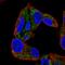 Sterol 26-hydroxylase, mitochondrial antibody, HPA059155, Atlas Antibodies, Immunofluorescence image 
