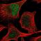Zinc Finger Protein 394 antibody, NBP2-30811, Novus Biologicals, Immunofluorescence image 