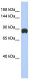 Metabotropic glutamate receptor 6 antibody, TA329686, Origene, Western Blot image 
