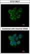 DNA dC->dU-editing enzyme APOBEC-3F antibody, LS-C155537, Lifespan Biosciences, Immunofluorescence image 