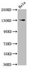 NODAL Modulator 1 antibody, LS-C671745, Lifespan Biosciences, Western Blot image 