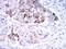 Secretoglobin Family 2A Member 2 antibody, GTX82748, GeneTex, Immunohistochemistry paraffin image 