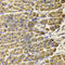 L4 antibody, A6973, ABclonal Technology, Immunohistochemistry paraffin image 
