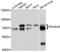 Phosphatidylinositol Binding Clathrin Assembly Protein antibody, LS-C497283, Lifespan Biosciences, Western Blot image 