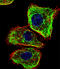 DMRT Like Family A2 antibody, 60-806, ProSci, Immunofluorescence image 