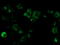 O-Sialoglycoprotein Endopeptidase antibody, TA503001, Origene, Immunofluorescence image 