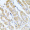 Glycoprotein 2 antibody, A06630, Boster Biological Technology, Immunohistochemistry frozen image 