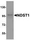 N-Deacetylase And N-Sulfotransferase 1 antibody, TA355028, Origene, Western Blot image 