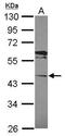 Laccase Domain Containing 1 antibody, PA5-31533, Invitrogen Antibodies, Western Blot image 