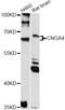 Cyclic Nucleotide Gated Channel Alpha 4 antibody, LS-C749701, Lifespan Biosciences, Western Blot image 