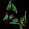 Maternal Embryonic Leucine Zipper Kinase antibody, GTX60605, GeneTex, Immunocytochemistry image 