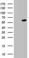 NGFI-A Binding Protein 1 antibody, LS-C336773, Lifespan Biosciences, Western Blot image 