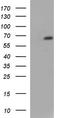 LIM Domain Kinase 2 antibody, TA590208, Origene, Western Blot image 