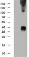 Mitogen-Activated Protein Kinase Kinase 3 antibody, TA505620, Origene, Western Blot image 