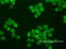 ERBB2 antibody, LS-C796705, Lifespan Biosciences, Immunofluorescence image 