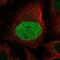 Calpain 8 antibody, NBP2-56622, Novus Biologicals, Immunofluorescence image 