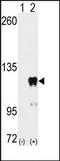 Pumilio homolog 2 antibody, AP14501PU-N, Origene, Western Blot image 