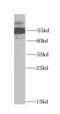 5-Hydroxytryptamine Receptor 3A antibody, FNab04067, FineTest, Western Blot image 