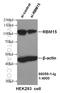 RNA Binding Motif Protein 15 antibody, 66059-1-Ig, Proteintech Group, Western Blot image 