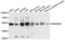 PKR2 antibody, LS-C331514, Lifespan Biosciences, Western Blot image 