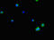Phospholipid Phosphatase 3 antibody, LS-C397055, Lifespan Biosciences, Immunofluorescence image 