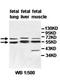 Angiopoietin-related protein 4 antibody, orb78033, Biorbyt, Western Blot image 