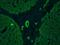 Keratin 5 antibody, orb95705, Biorbyt, Immunohistochemistry frozen image 