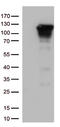 Nuclear Factor Kappa B Subunit 1 antibody, CF813227, Origene, Western Blot image 