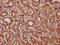 Chromosome 14 Open Reading Frame 177 antibody, LS-C680229, Lifespan Biosciences, Immunohistochemistry paraffin image 