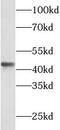 PSPB antibody, FNab07797, FineTest, Western Blot image 