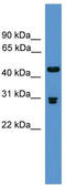 Prodynorphin antibody, TA342657, Origene, Western Blot image 