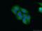 5'-Nucleotidase Domain Containing 1 antibody, 24102-1-AP, Proteintech Group, Immunofluorescence image 