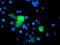 Phosphoglycerate Mutase 2 antibody, TA503440, Origene, Immunofluorescence image 