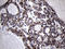 Mitochondrial Ribosomal Protein L44 antibody, LS-C795529, Lifespan Biosciences, Immunohistochemistry paraffin image 