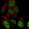Leucine Rich Repeat Containing 28 antibody, HPA066130, Atlas Antibodies, Immunofluorescence image 