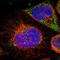 Deuterosome Assembly Protein 1 antibody, NBP1-93920, Novus Biologicals, Immunocytochemistry image 